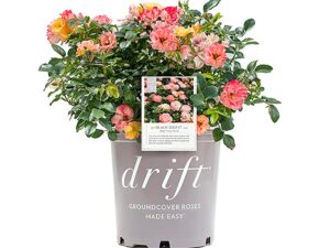 Drift Peach Rose Live Shrub (2 Gallon)