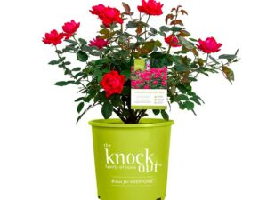 The Red Double Knock Out® Rose Live Shrubs with Vibrant Cherry Red Blooms (1 Gallon)