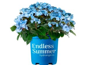 Endless Summer Hydrangea Pop Star Live Shrub (2 Gallon)